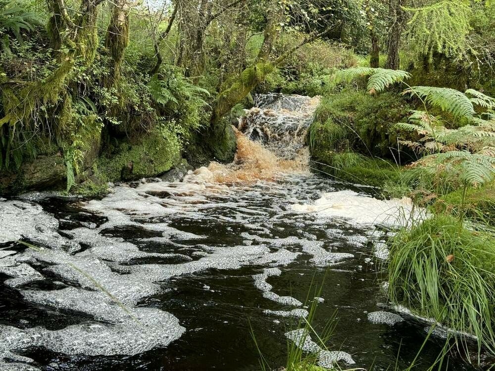 A pool in a small peaty burn. There is a waterfall at the head of the pool. The water is frothy. The pool is surrounded by moss and bracken.