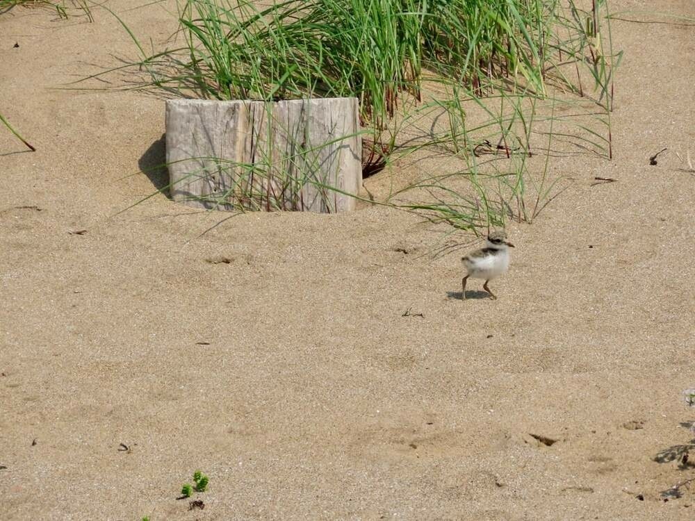 A common ringed plover chick standing on a sandy beach near some green dune grass and wooden planks.