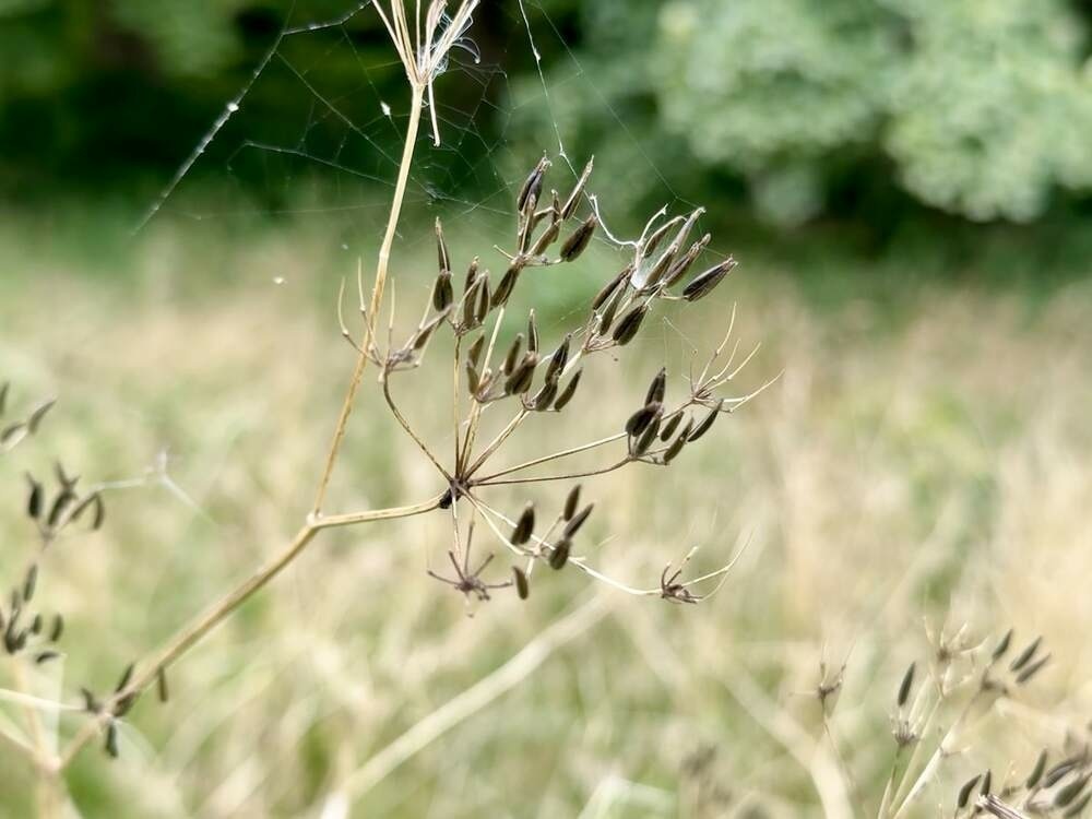 Cow Parsley seed head with a bit of spiders web