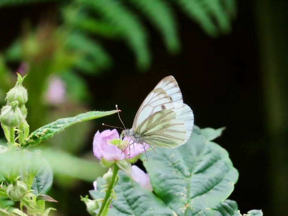 Green-veined White butterfly on a pink bramble flower.