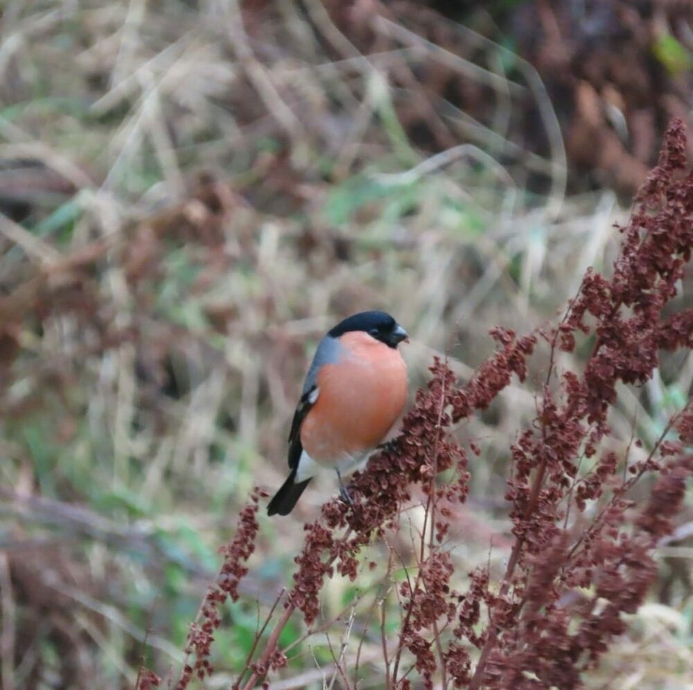 a bullfinch on dried dock sead in its beak,