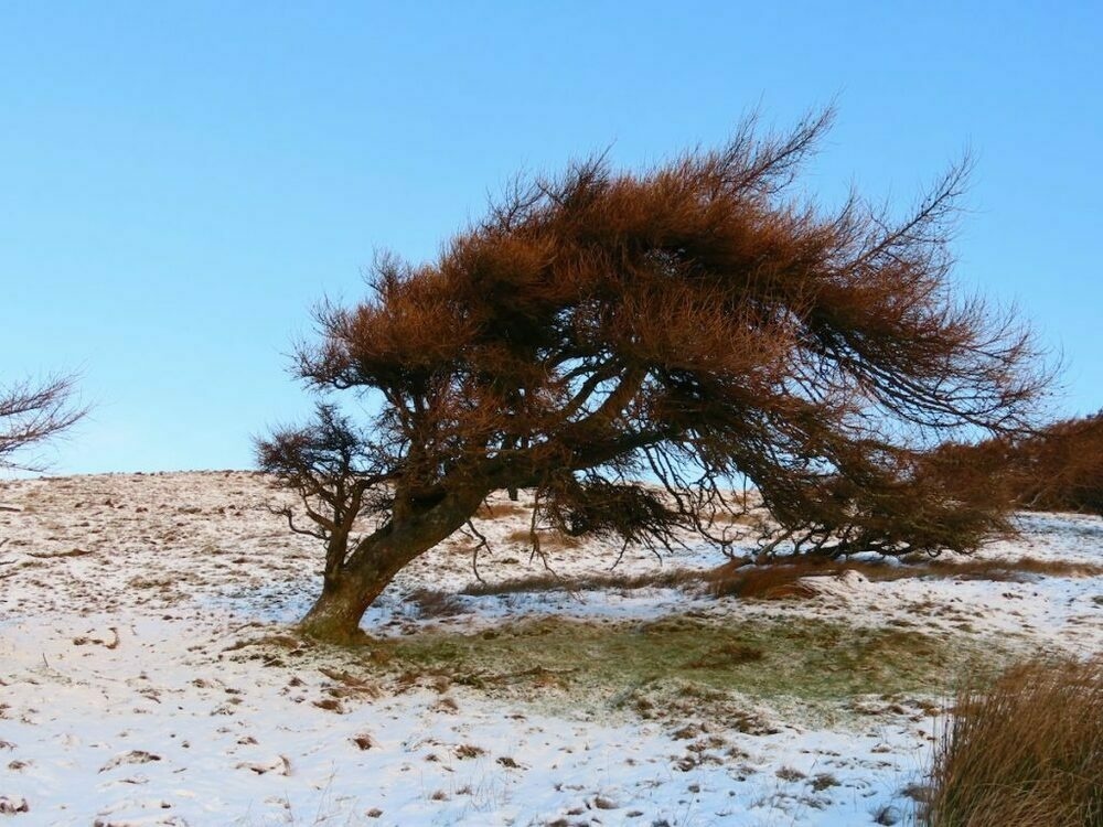 A windblown larch tree  in a snowy field with a blue sky.