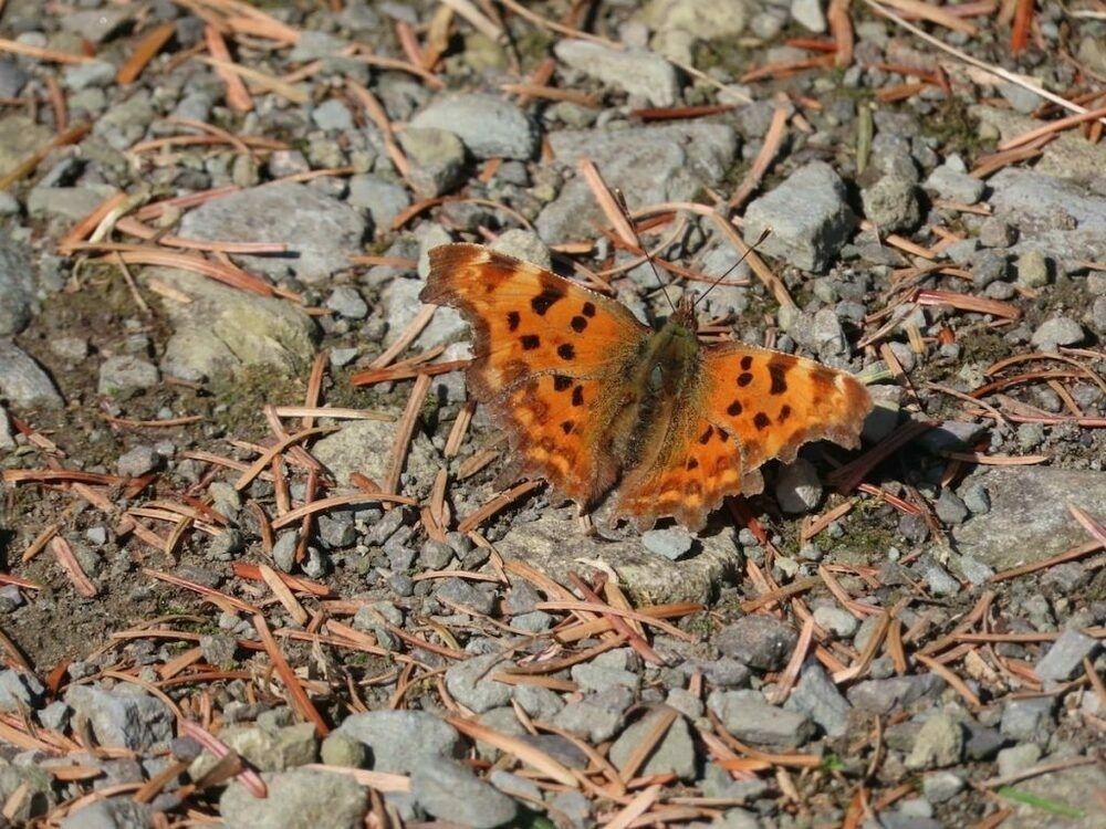 Comma Butterfly Basking on path
