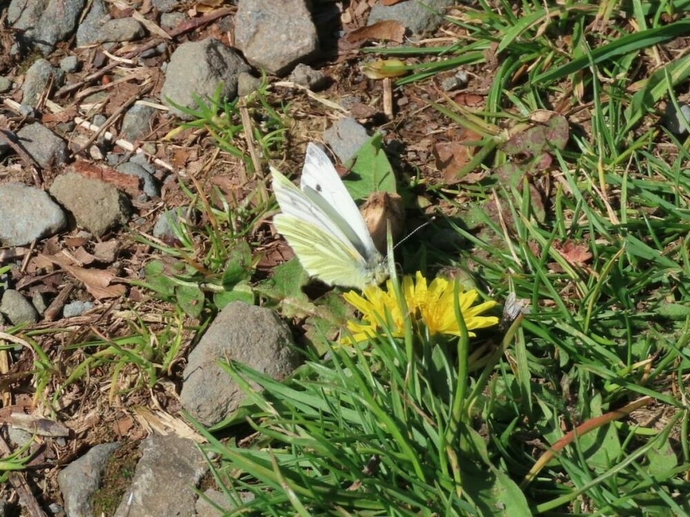 Green Veined White butterfly feeding on dandelion