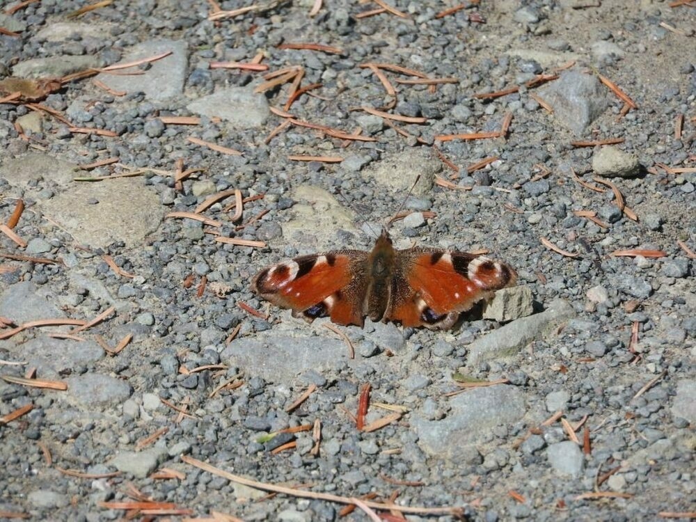 Peacock Butterfly Basking on Path