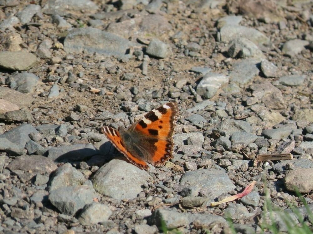 Small tortoiseshell butterfly basking on path