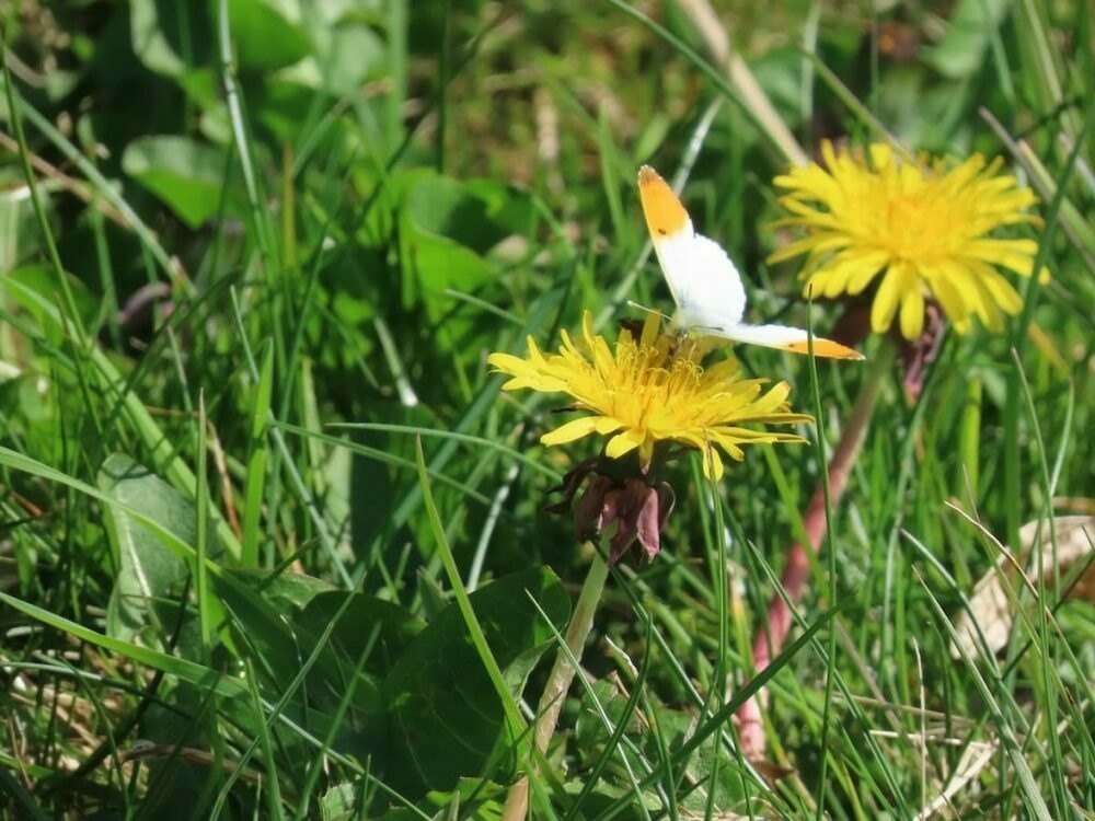 Orange Tip butterfly feeding on dandelion
