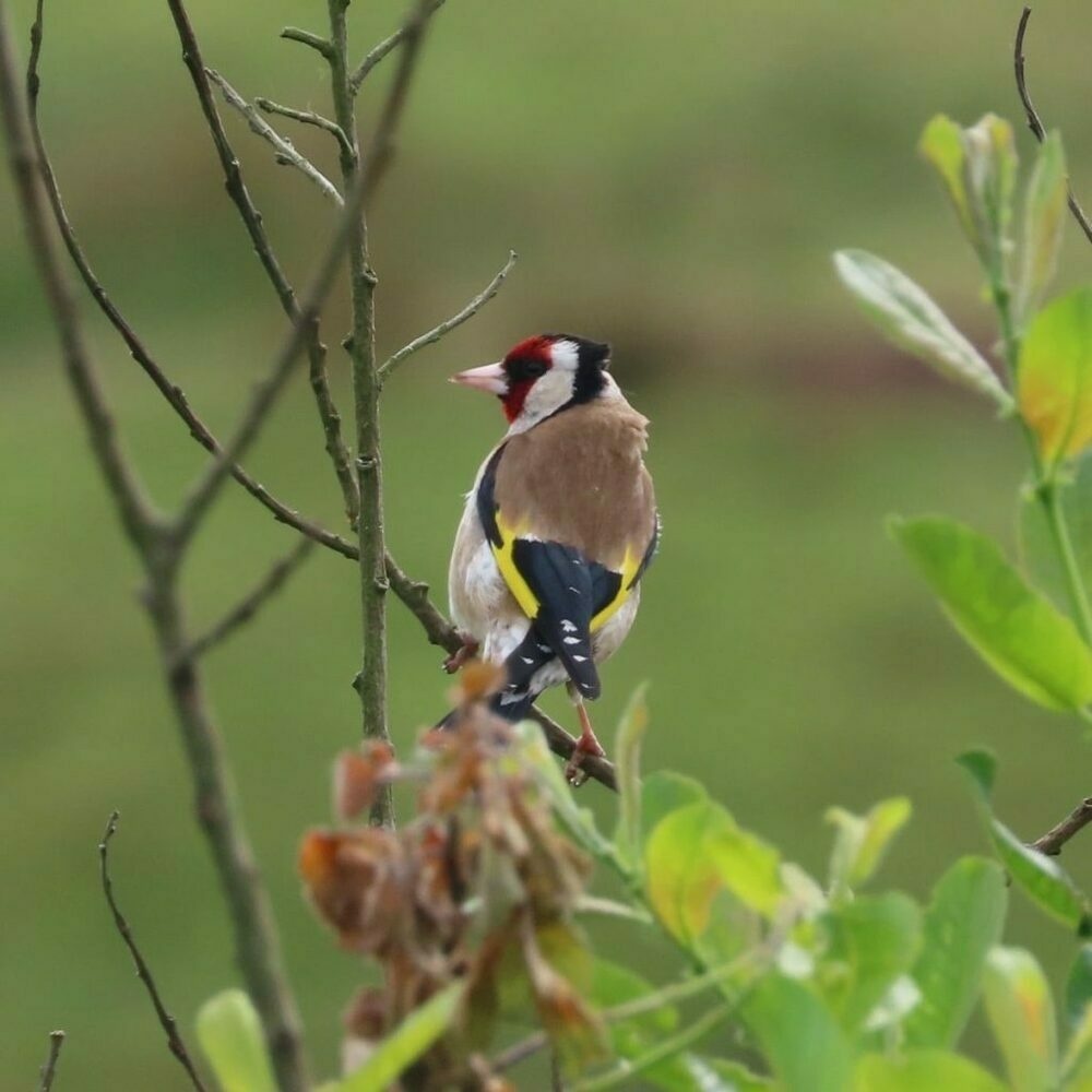 Goldfinch, back to the camera, looking left