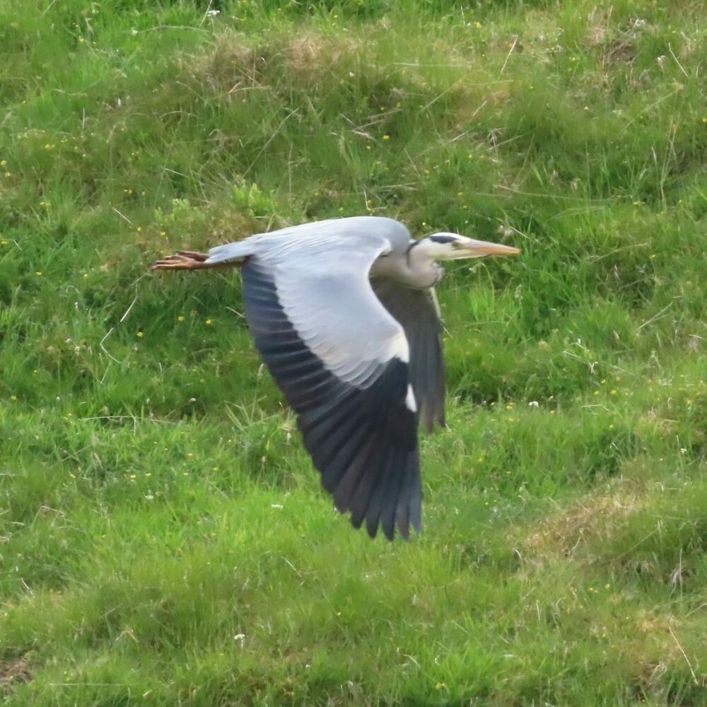 Grey Heron in flight