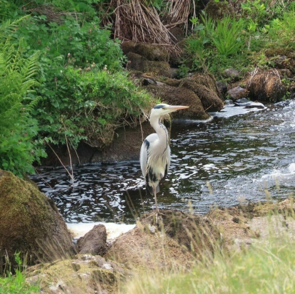 Grey Heron standing by a small pool in a burn
