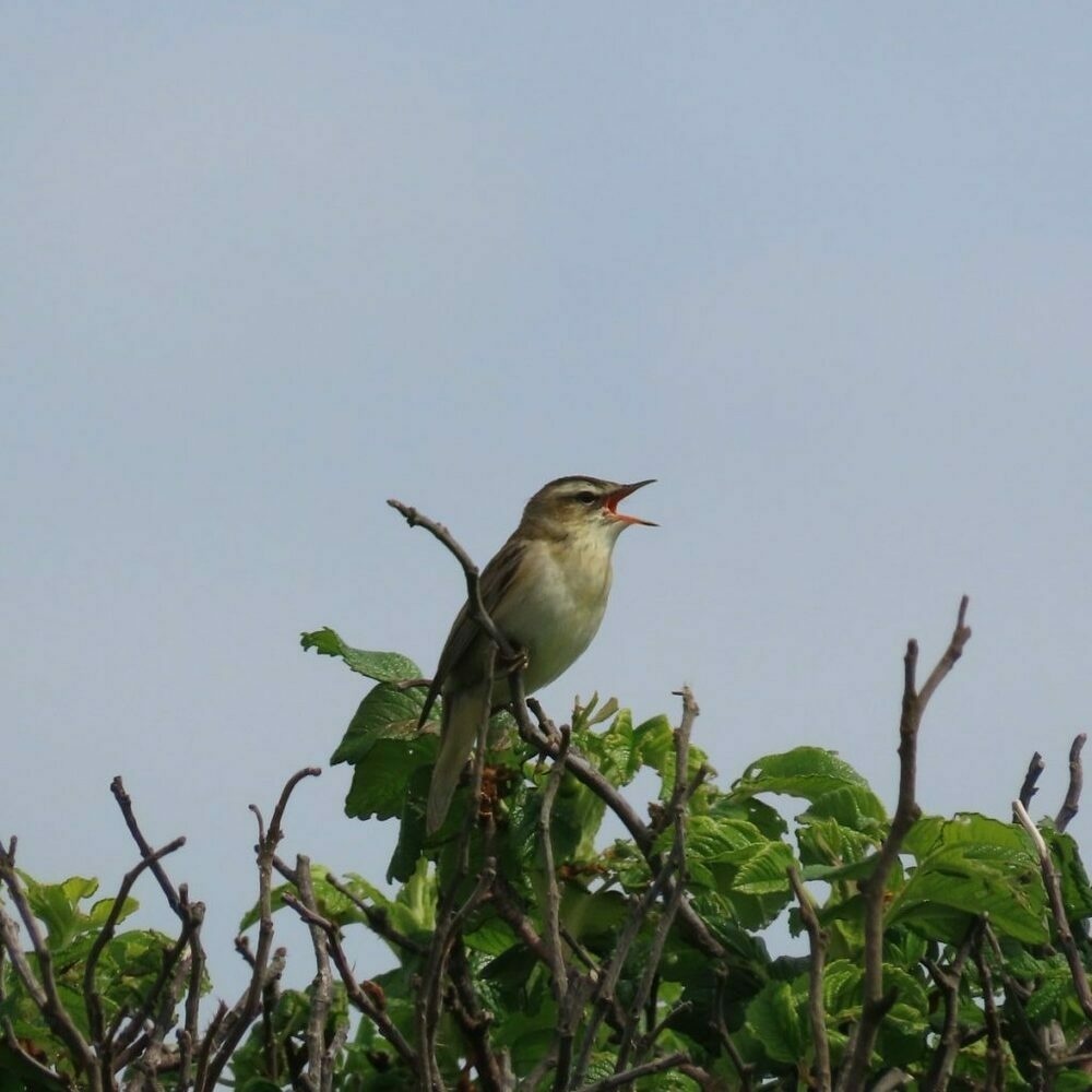A sedge warbler singing on top of a bush.