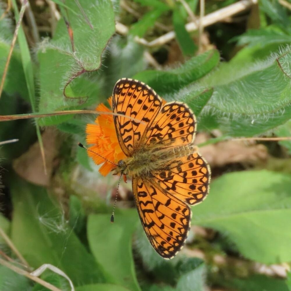 small pearl bordered fritillary on fox & cubs