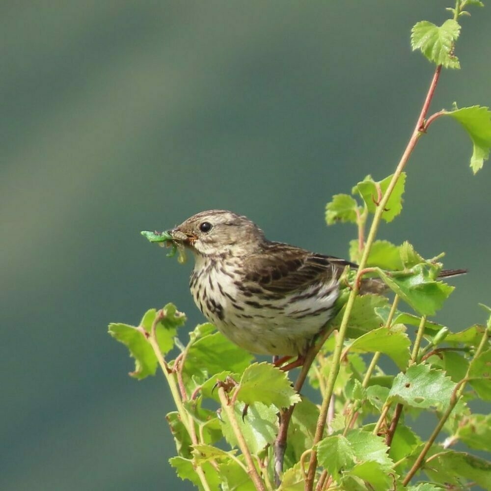 A meadow  pipet stading on birtch branches with a beak full of caterpillers