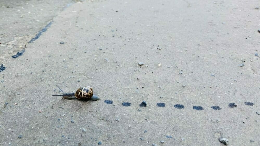 A snail on a concrete surface leaving a black dotted line on the ground.