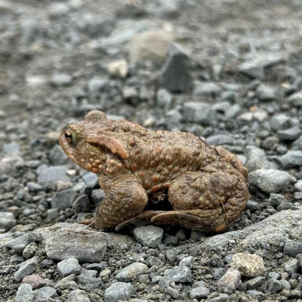 Common toad sitting on a gravel path