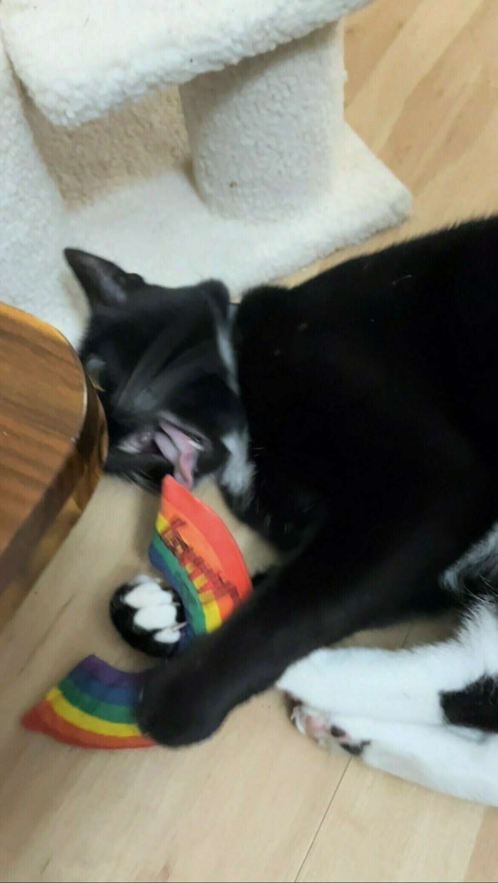 A cat plays with a fabric rainbow toy that's full of catnip. His mouth is open very, very wide.