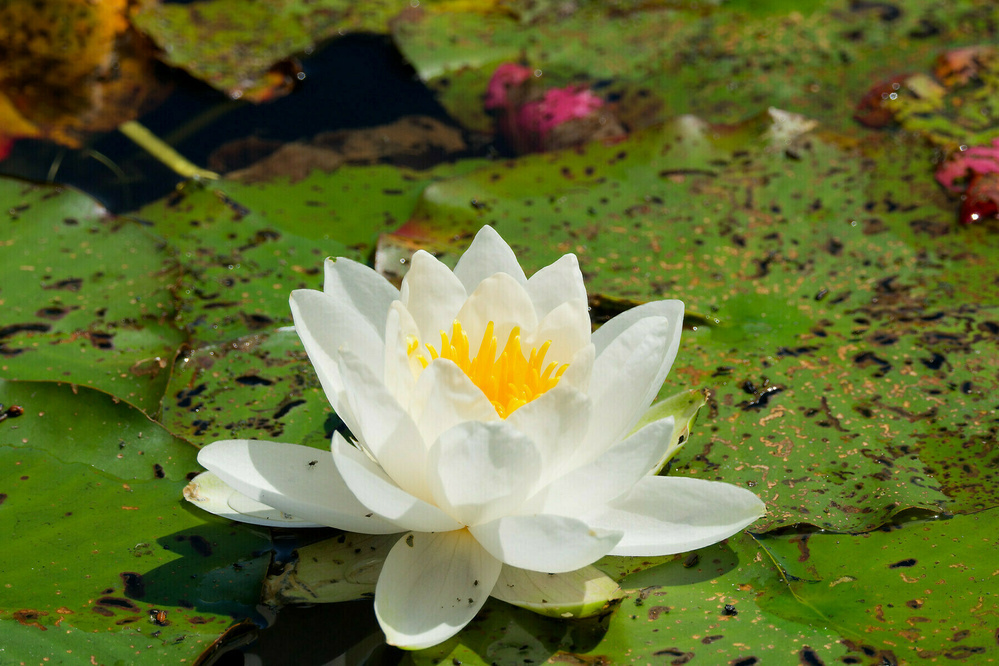 A white water lily with a yellow center floats on a pond surrounded by green lily pads.