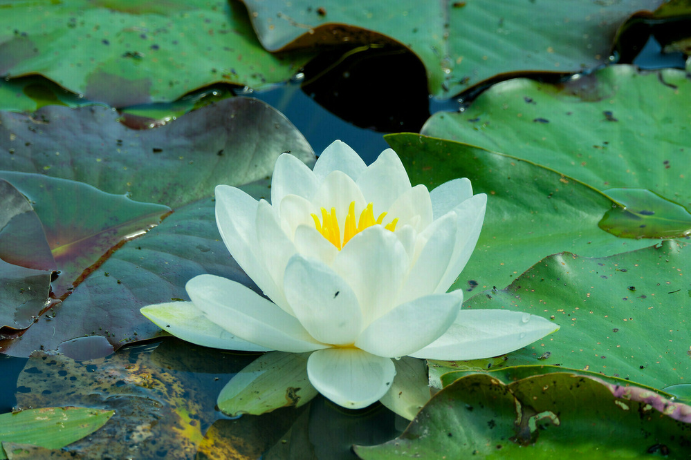 A white water lily with yellow stamens is floating among large green lily pads on the water.