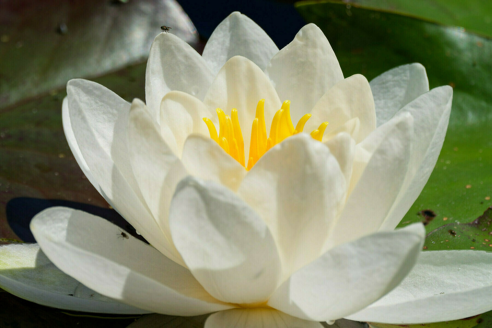 A white water lily with a bright yellow center is in full bloom, surrounded by green leaves.