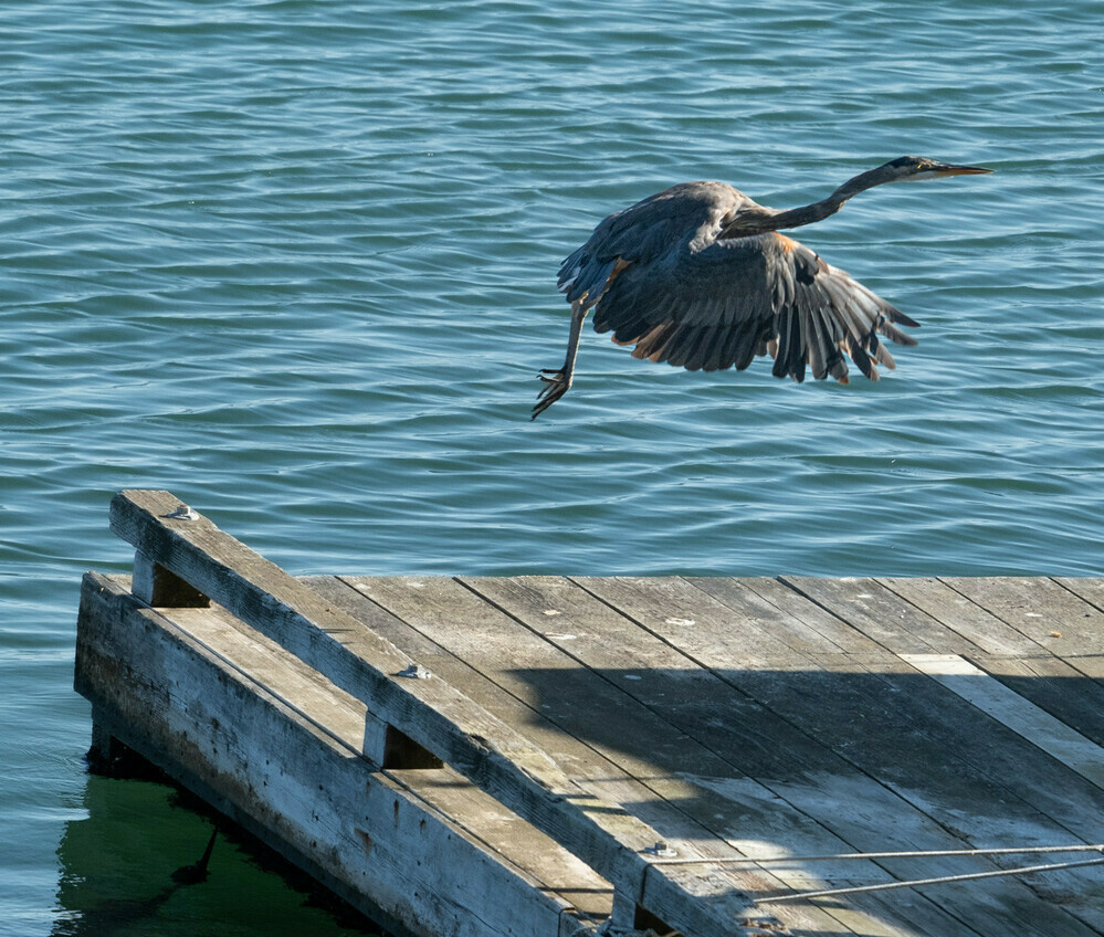 A large feathered bird with a dangling claw launches into flight from a weathered floating dock in rippled turquoise water.