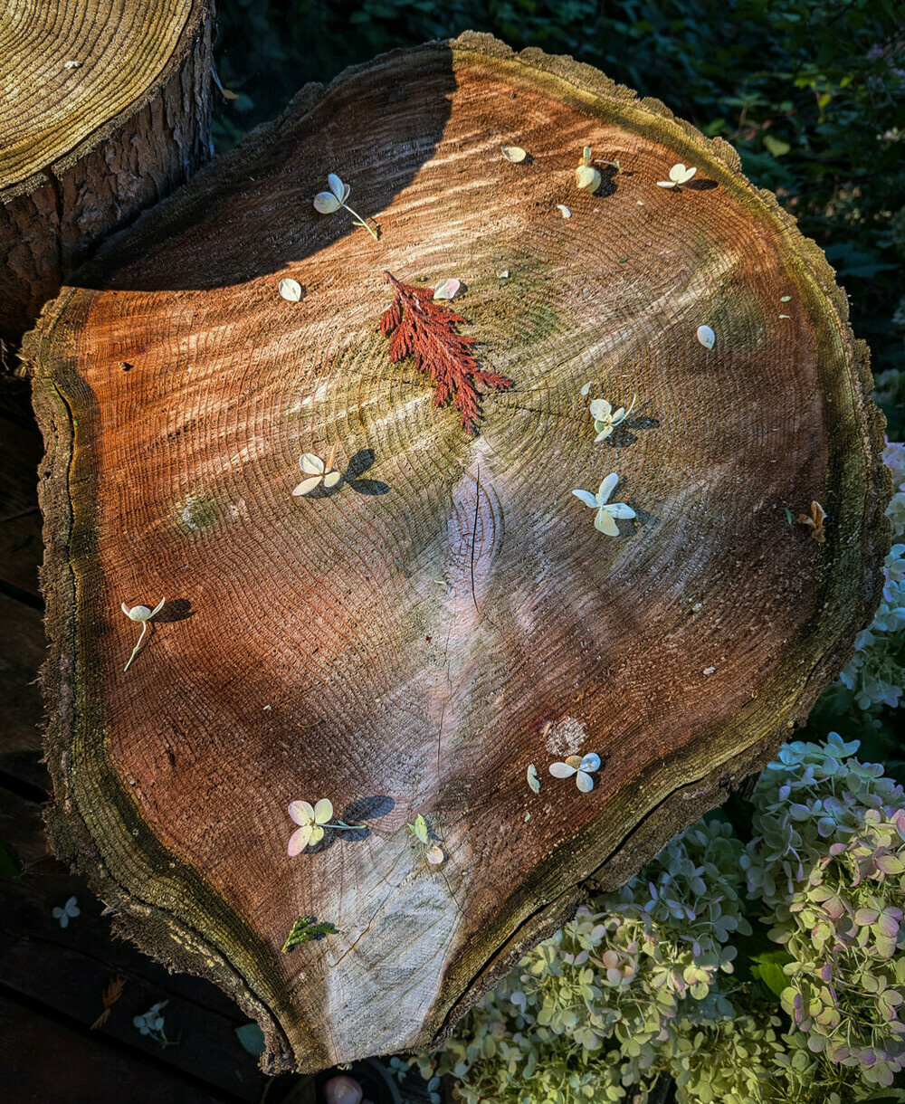 Looking own at a sawn-off section of a tree, with the grain rings visible. The tree was, at a glance, over 50 years in age. On its surface, scattered white flowers and one red piece of evergreen foliage. To the lower right, pale green vegetation. To the upper left, a quarter or so of another tree section.