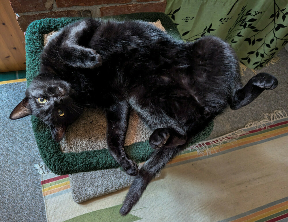 A black cat, on its back, twisted sideways, legs, akimbo, looks up at the camera.