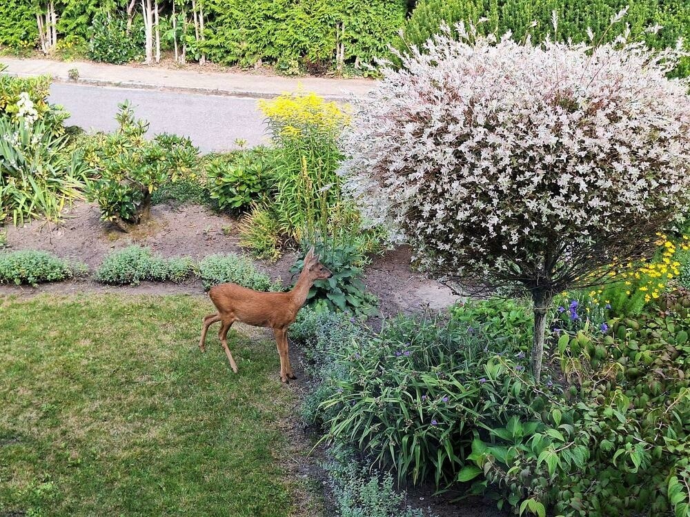 A little deer standing in a green garden