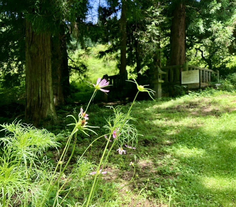 Cosmos in bloom in front of large cedar trees surrounding mountain shrine.