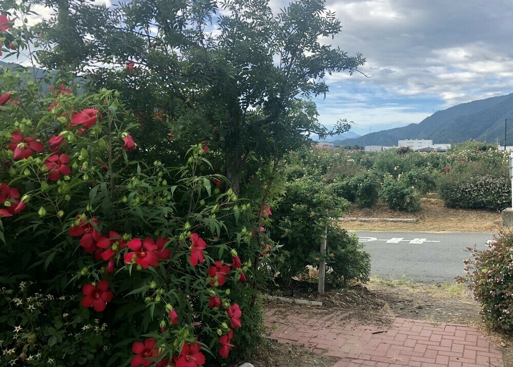 Flowering bush with rose garden in background 