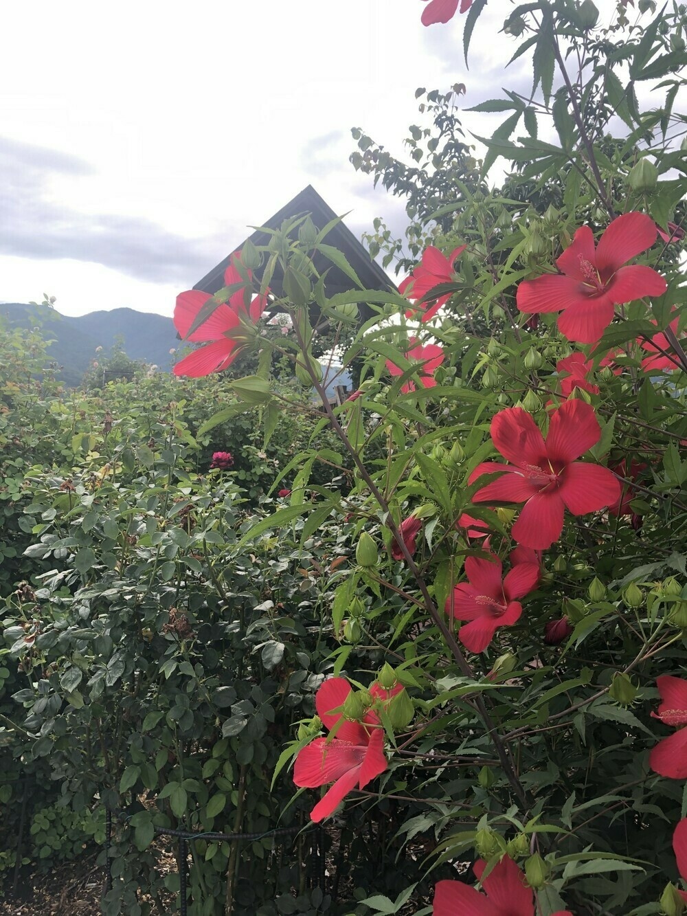 Flowering bush with mountains in background 