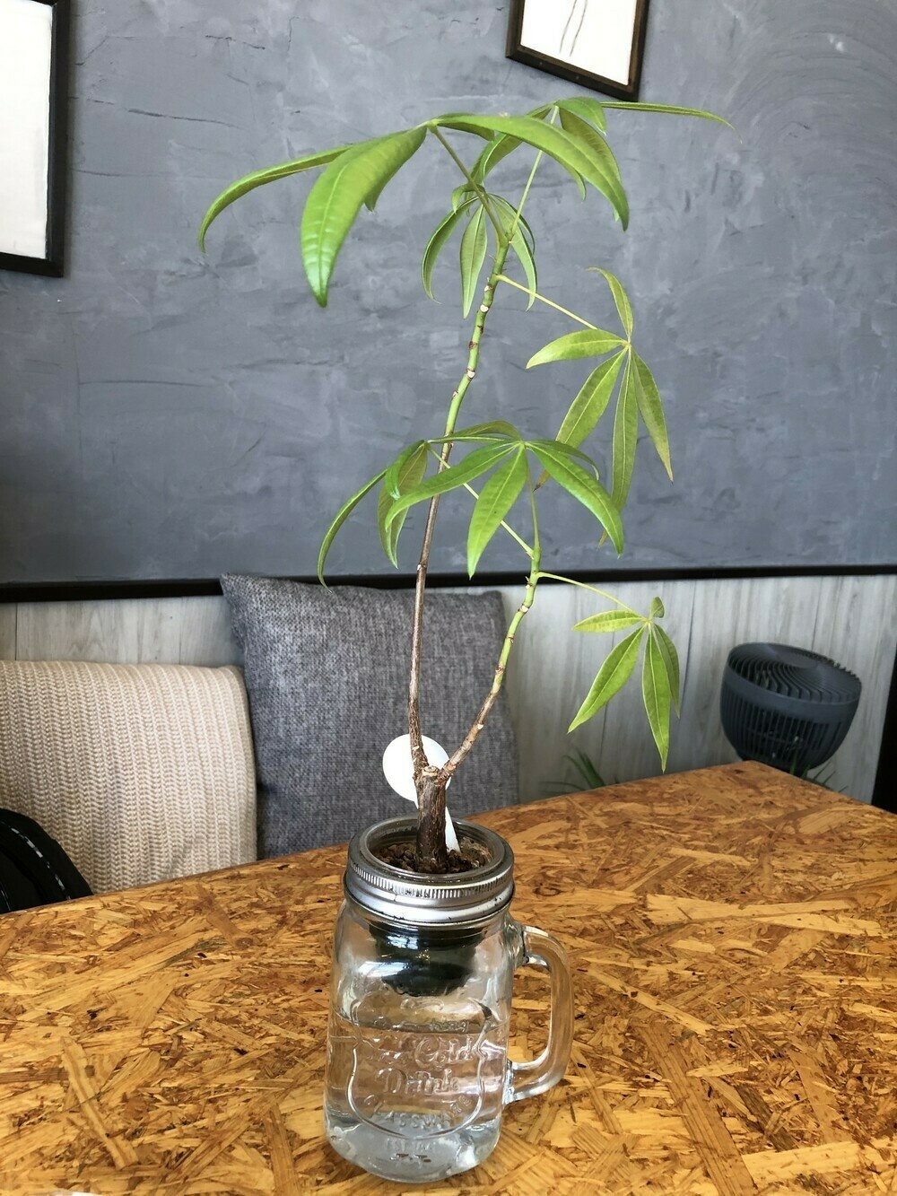 Plant on table