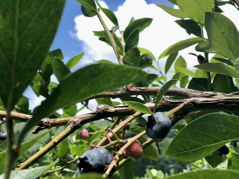 Blueberries on bush with a big fat cumulus cloud in the background 