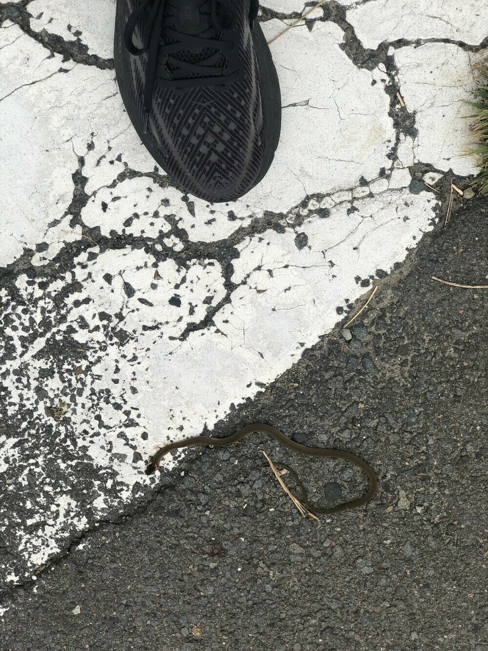 Snake with sneaker for size comparison 