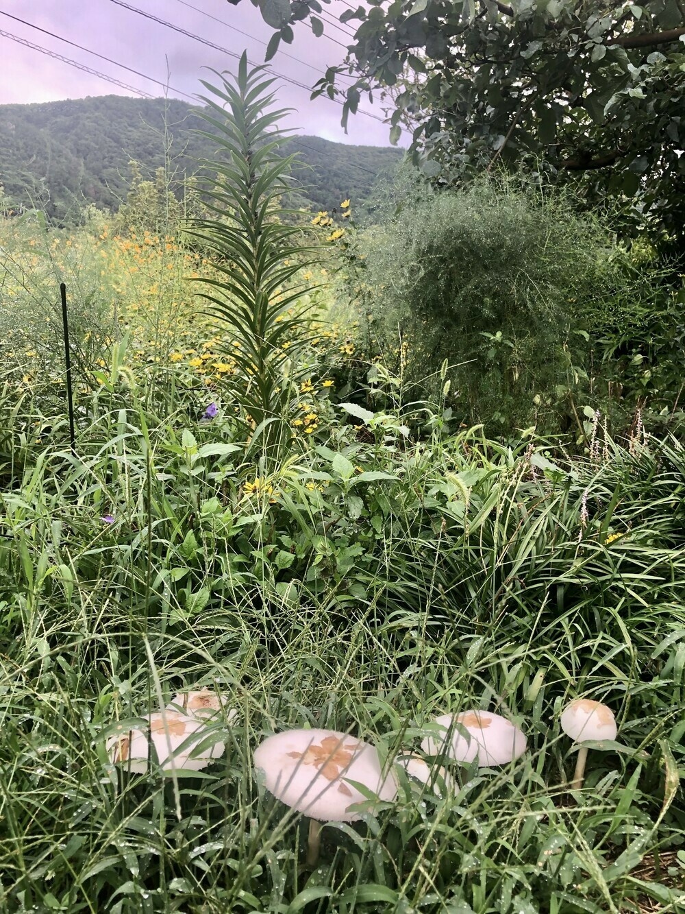 Toadstools in an overgrown garden with mountains in background 