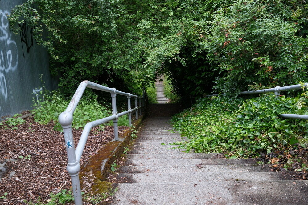 A steep stairway leads downhill into a tunnel formed by trees and vines. 