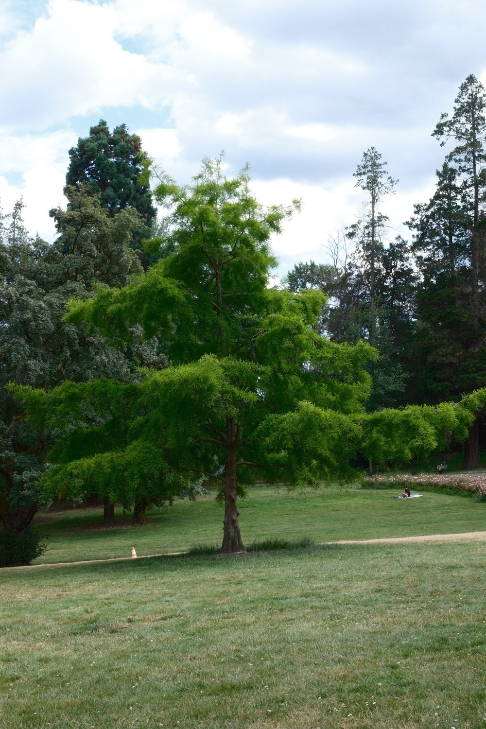 A vivid green tree in a grassy park field