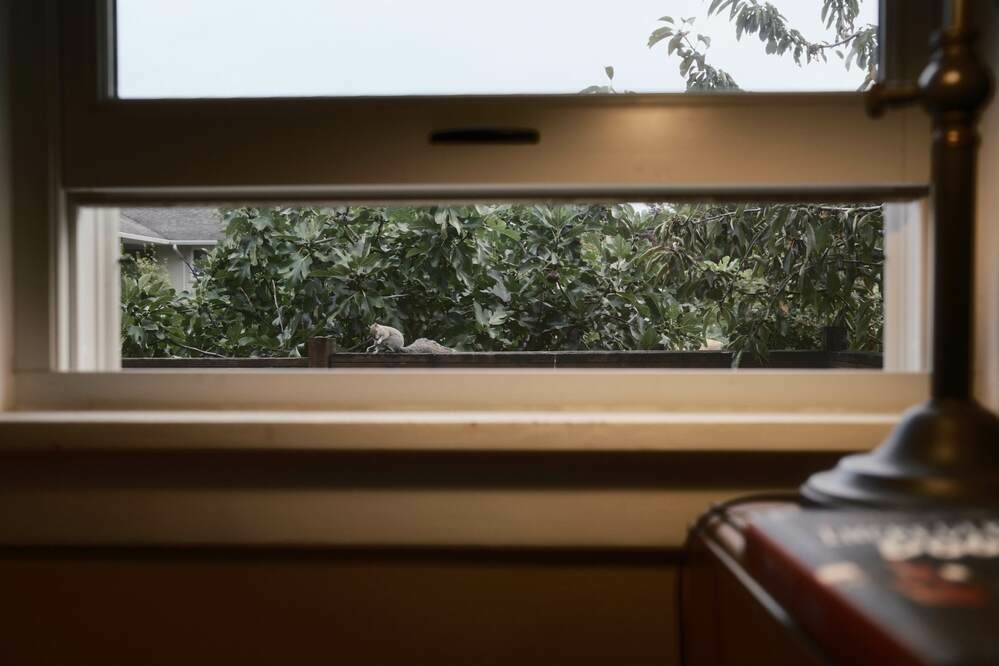 A gray squirrel seen through a slightly open window. It is crouched on a wooden fence railing.