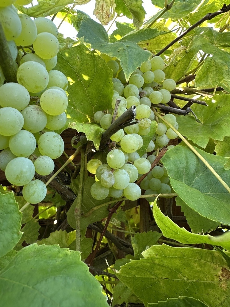 Two or three sprigs of medium sized green grapes poking out from big green leaves and twisty grape vines. The density of leaves suggests that there are a lot of grapes to be found; there are.