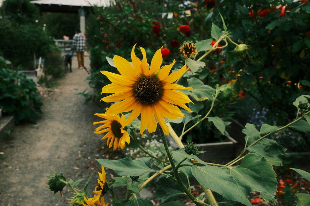 A large sunflower in the center of the frame, with a bee just barely visible on its big seed head. Surrounding the sunflower are dark green leaves, and a person walking a black dog is in the background. The scene is a large urban garden.