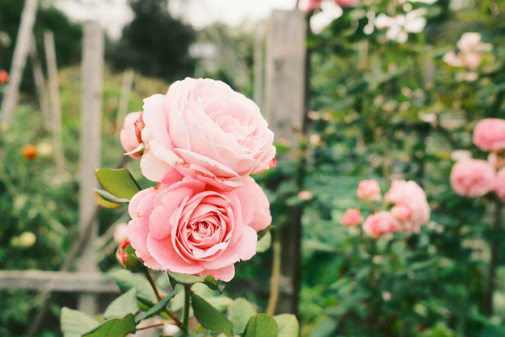 Two large pink roses against an out of focus mostly green background. 