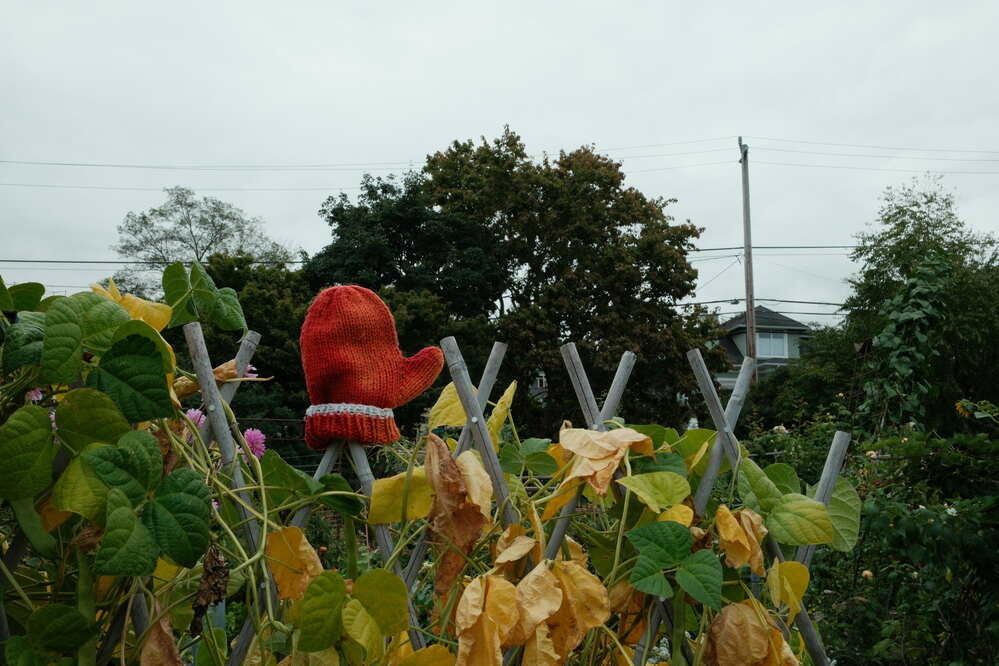 An old knit glove atop a lattice supporting green vines, with some leaves turning brown.