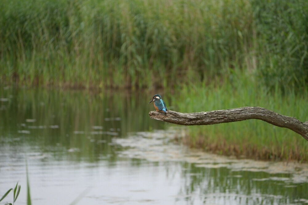 A Kingfisher sitting on a bare branch, looking down at the water below. 