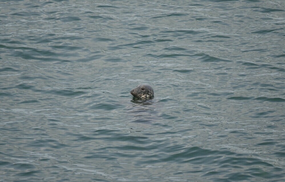 The head of an Atlantic Grey Seal showing above the water.  