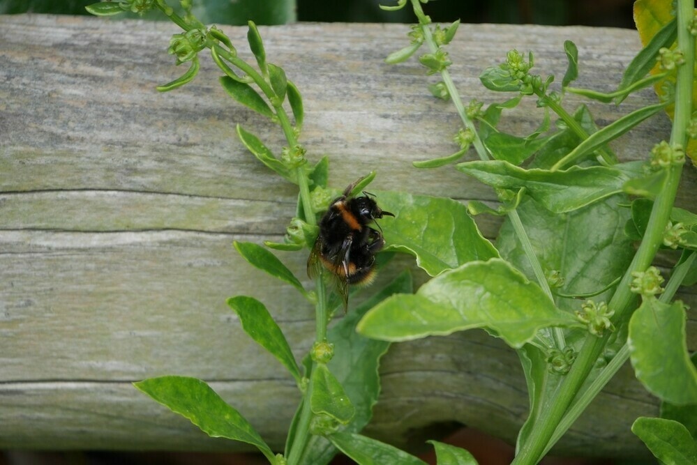 A buff tailed bumble bee hanging from a plat while collecting nectar. 