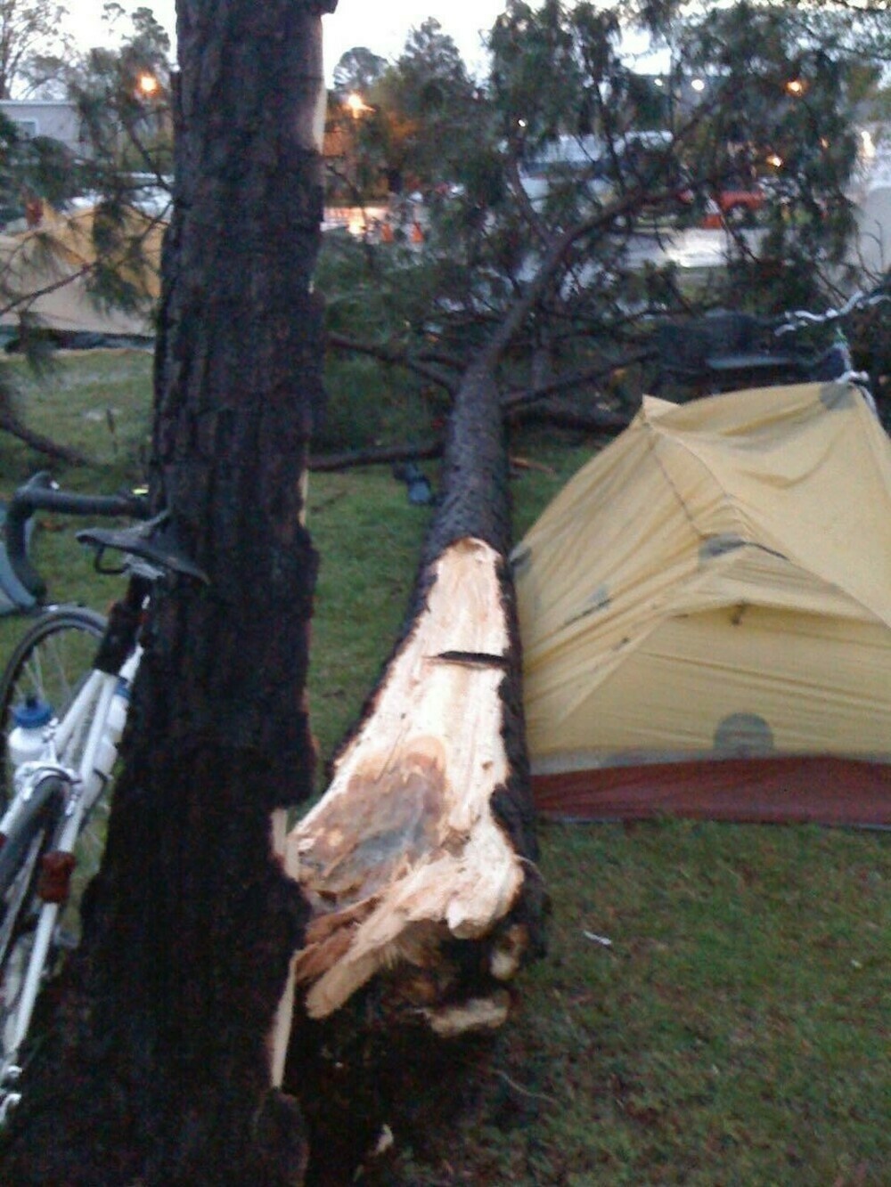 A fallen tree that narrowly missed crushing a tent