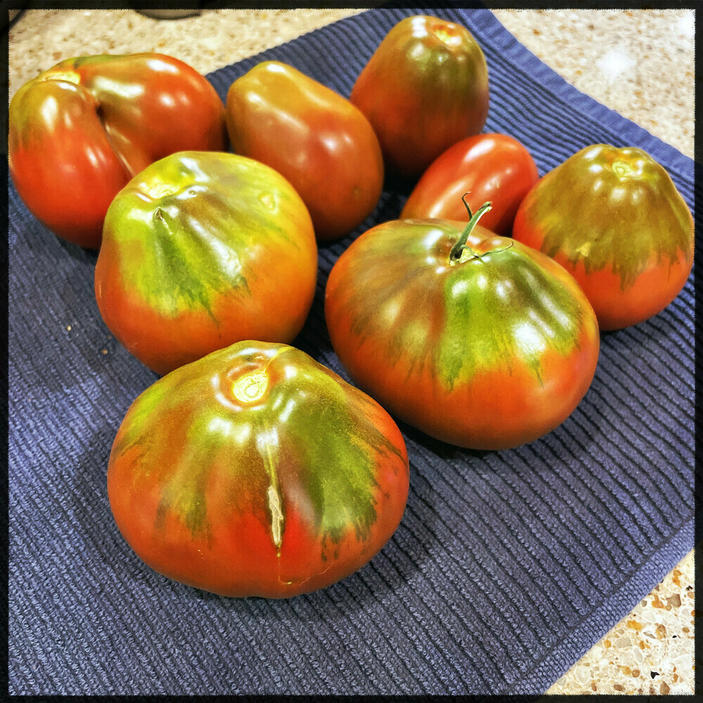 Eight heirloom tomatoes atop a black tea towel. The pear-shaped tomatoes have striped green shoulders and red bodies. 