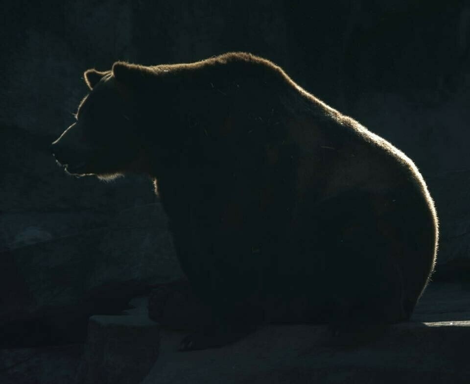 A bear, sitting in profile, is highlighted by backlighting in a dark, rocky environment.