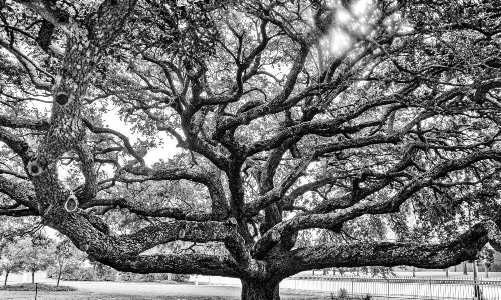 A large, sprawling tree with thick branches spreads its canopy in black and white. Sunlight filters through the leaves, set in a grassy park with a fence in the background.