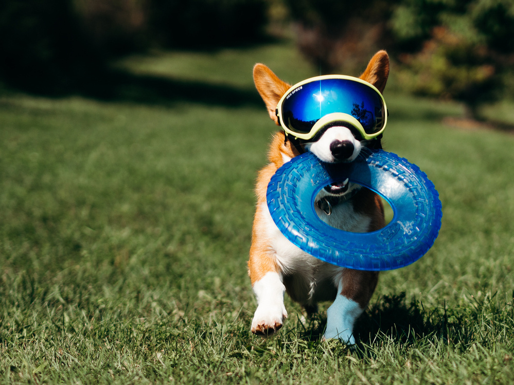 A corgi wearing sunglasses holds a frisbee in his mouth