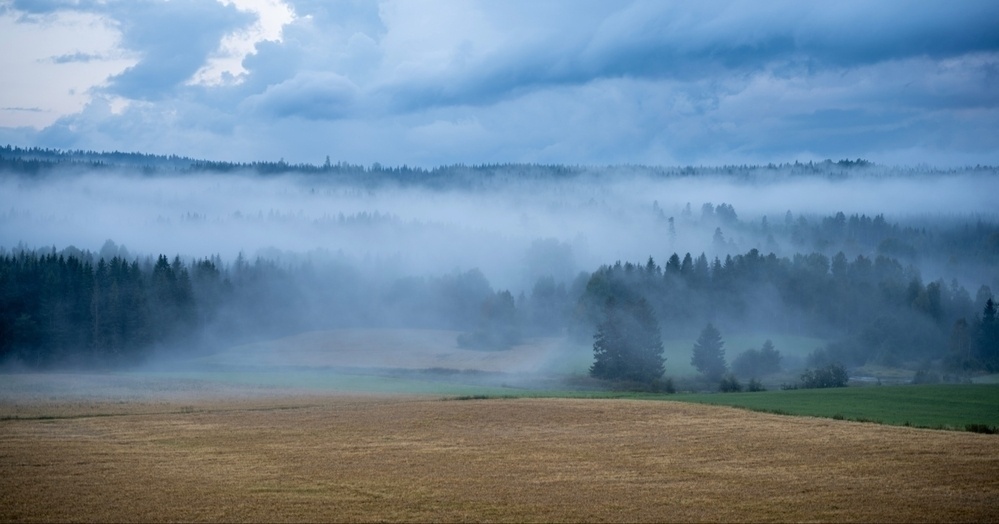 A picturesque landscape featuring rolling fields and dense forested areas, blanketed by a layer of mist and fog. The horizon is dominated by trees, and the sky is filled with overcast clouds, creating a tranquil and moody atmosphere.